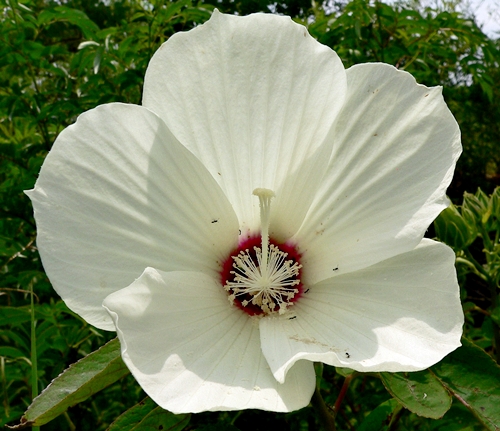 {Hibiscus moscheutos}